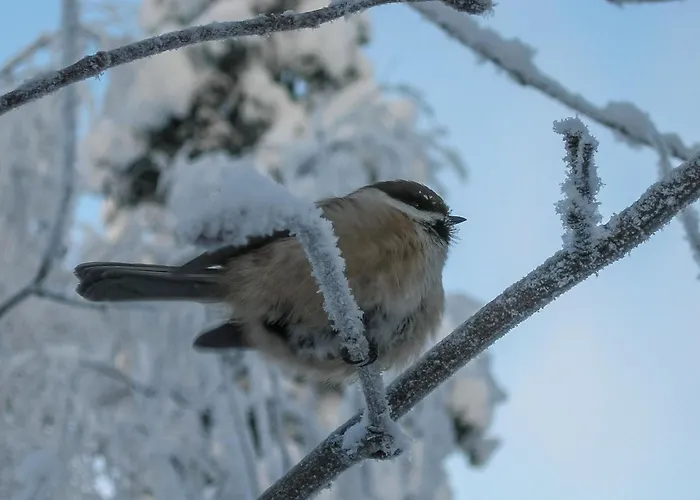Mustikka By Interhome Σπίτι διακοπών